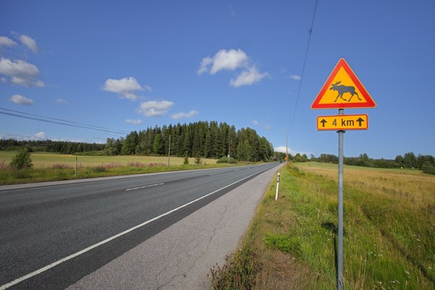 Uwaga na łosie na drogach