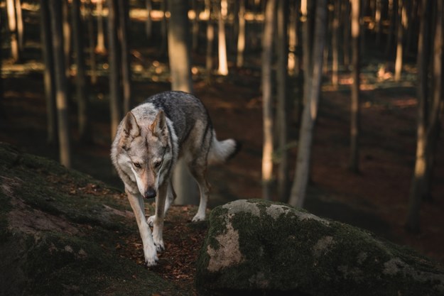 Uwaga wilki! Władze gminy ostrzegają