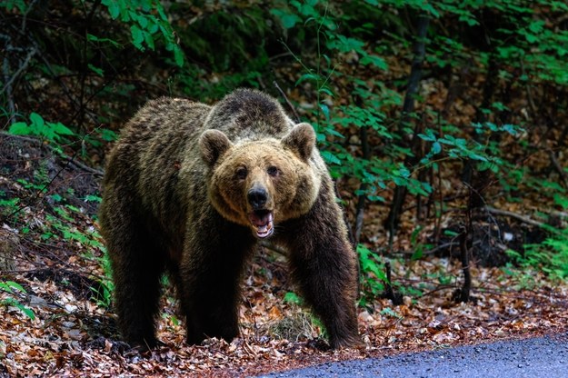 Śmiertelny atak niedźwiedzia podczas grzybobrania