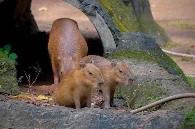 Zoo "Leśne Zacisze" ma nowych mieszkańców. To dwie kapibary