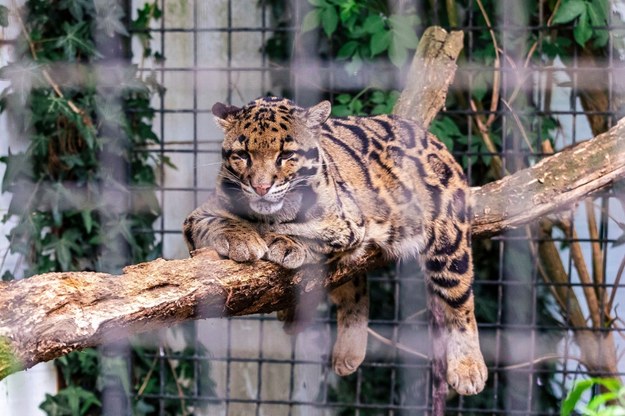 Dramat w ukraińskim zoo. Lampart zaatakował pracownika