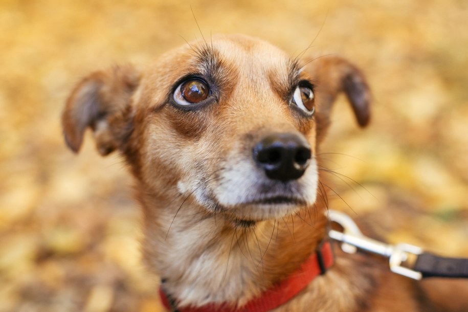 W Warszawie zbłąkanych zwierząt będzie szukał Sylwestrowy Patrol Animalsów