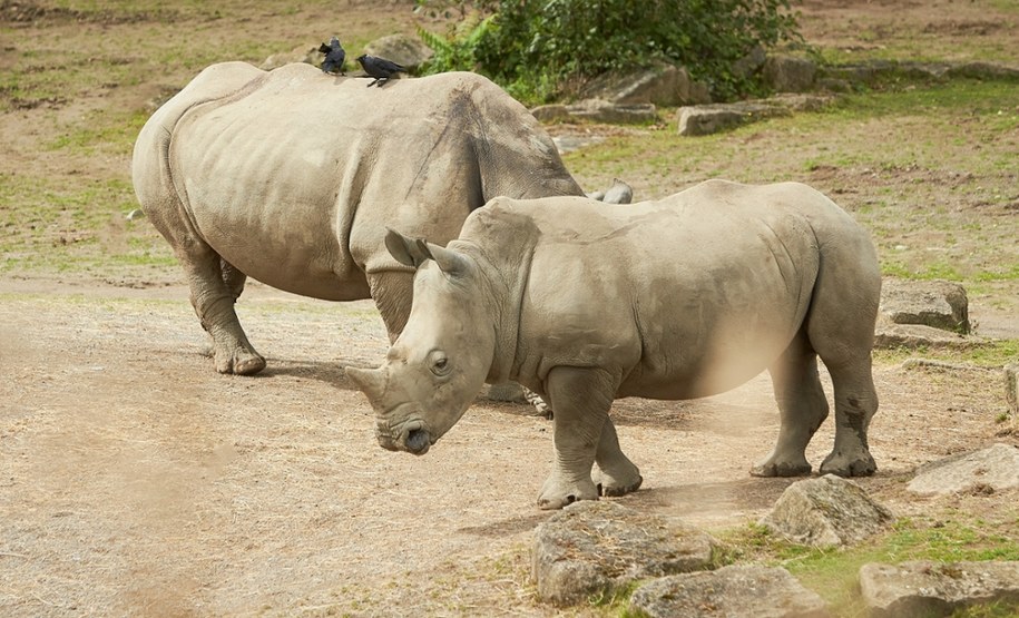 Dramat w zoo. Zebra nie przeżyła ataku nosorożca