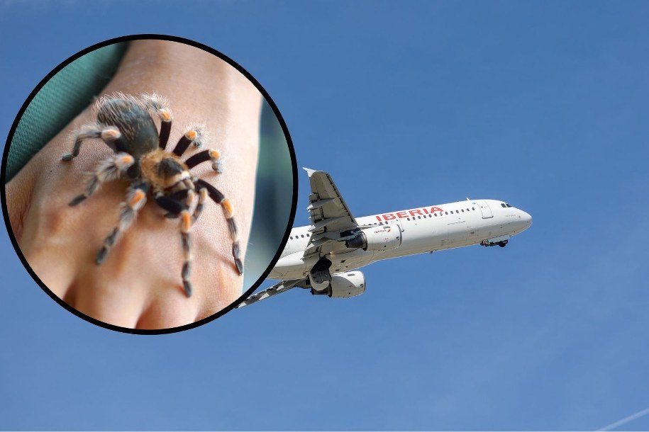 Tarantula ugryzła pilota. Dramat podczas lotu do Madrytu