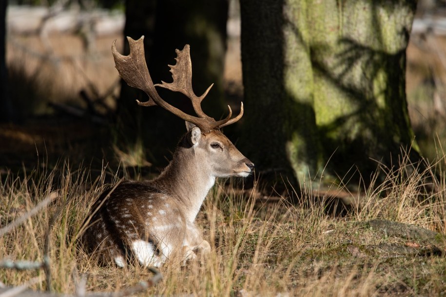 Leśnicy uwolnili daniela zaplątanego w siatkę