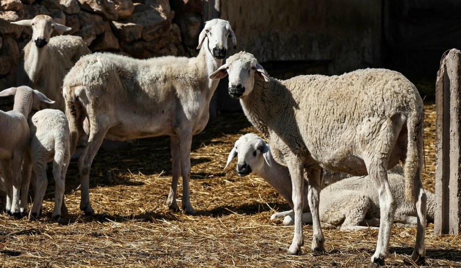 Król zaapelował do swoich rodaków, by nie zabijali owiec