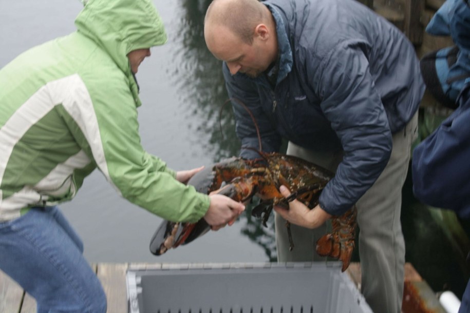 Amerykańskie homary mają dość i migrują do Kanady