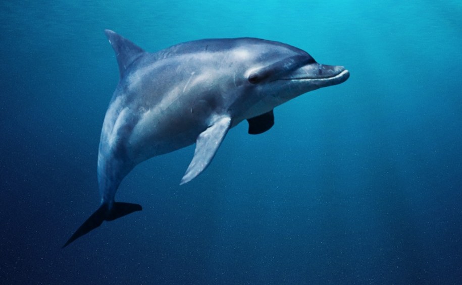 Heroiczna akcja. Delfin uratowany przez pasażerów turystycznej łodzi [NAGRANIE]