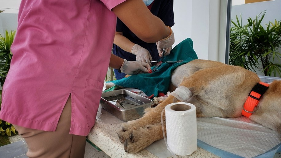 Kastracja zwierząt uczniów na zajęciach w szkole. Weterynarz pod lupą