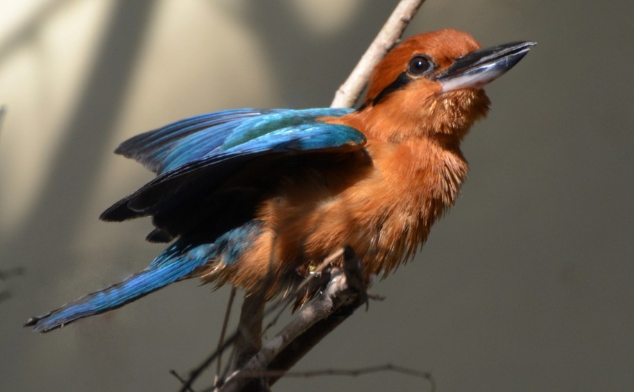 Ocalony gatunek. Wymarły na wolności ptak wraca na łono natury