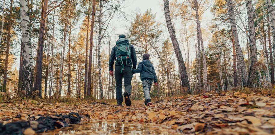 Apel wojewody ws. lasów. Chodzi o ASF