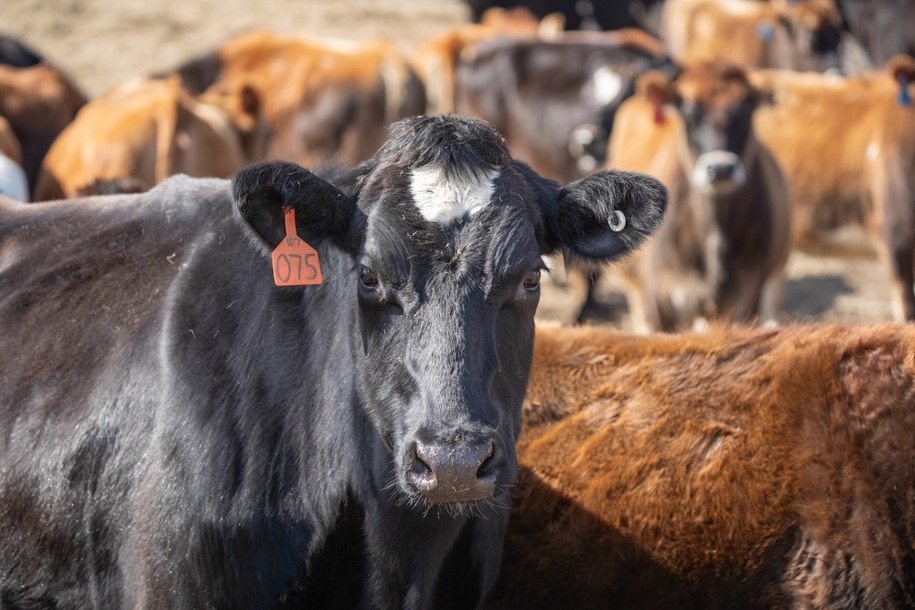 Skażona wołowina może dalej trafiać do Unii. Bulwersujące wnioski KE