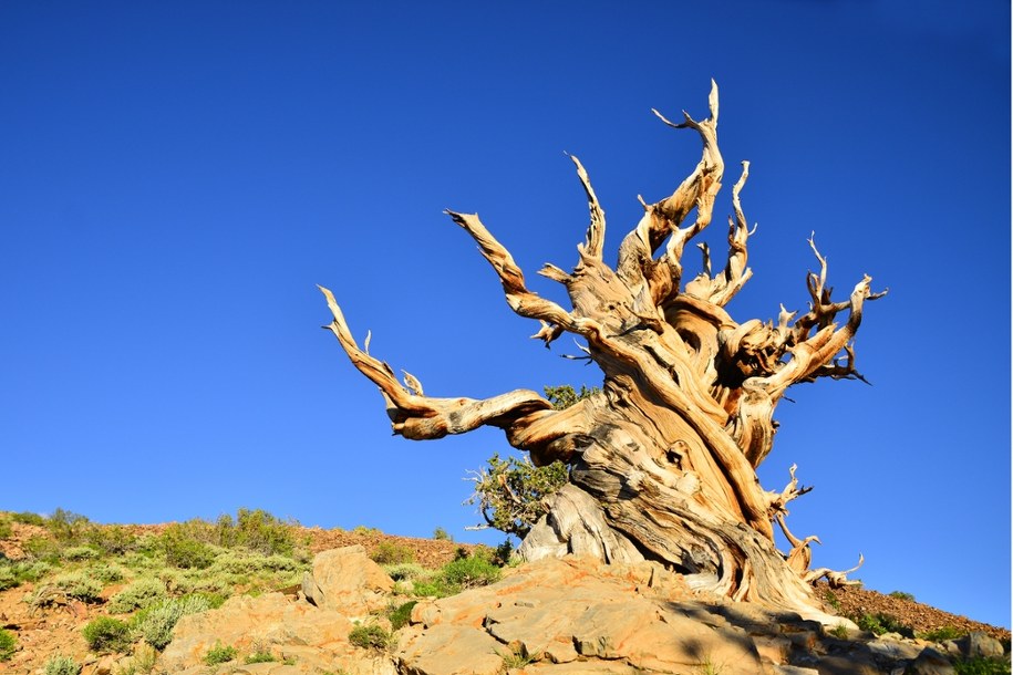 Najstarsze drzewo świata: Ile ma lat? Odpowiedź jest nieoczywista