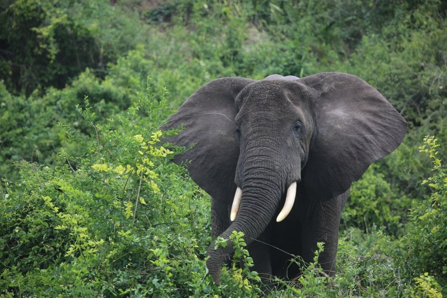 "Słonie-duchy" istnieją naprawdę. Niezwykłe odkrycie w Angoli