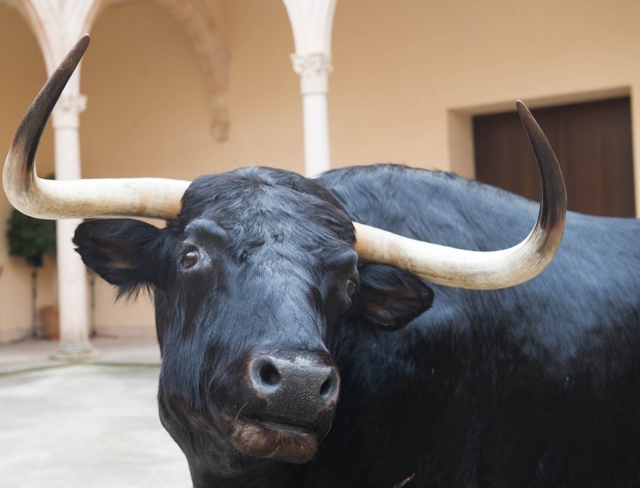 Były matador ugodzony rogiem przez byka. Tragedia przed korridą