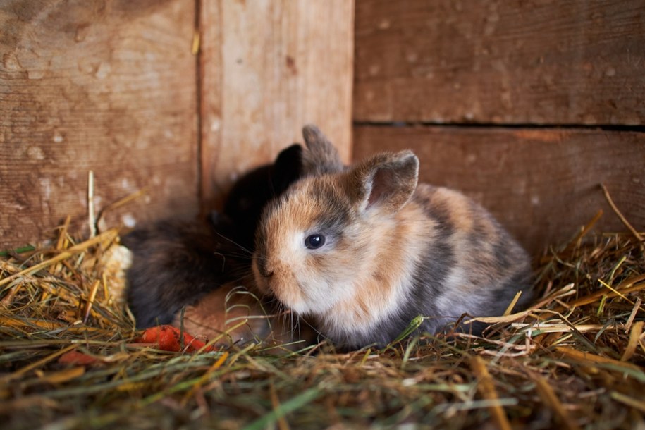 ​Bezwzględne więzienie za brutalne zabicie królików. Zapadł wyrok