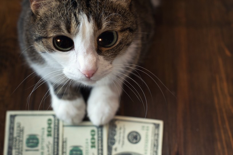 Zdjęcie kota zamiast pieniędzy. Pokaż obraz pupila, a twój dług zostanie umorzony 