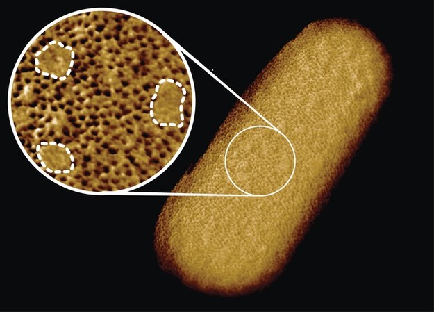 Zdjęcie mikroskopowe bakterii E. coli ukazuje niejednorodną powierzchnię jej zewnetrznej błony ochronnej /Benn et al. UCL /Materiały prasowe