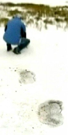 Zdjęcie odcisków stóp yeti odkryte w śniegach syberyjskiej północy /MWMedia