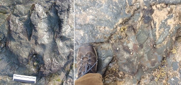 Zdjęcie odcisku stopy dinozaura przed i po zniszczeniu /PARKS VICTORIA /PAP/EPA