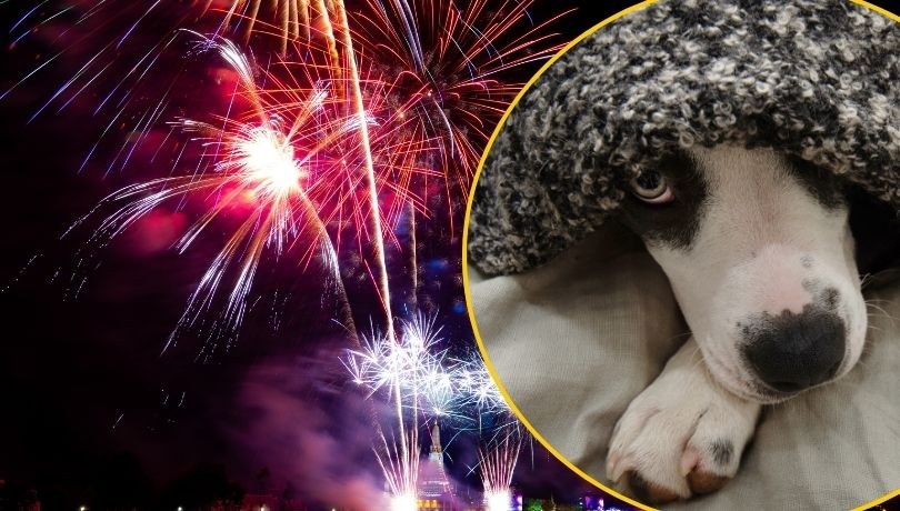 Zdjęcie poglądowe /Shutterstock