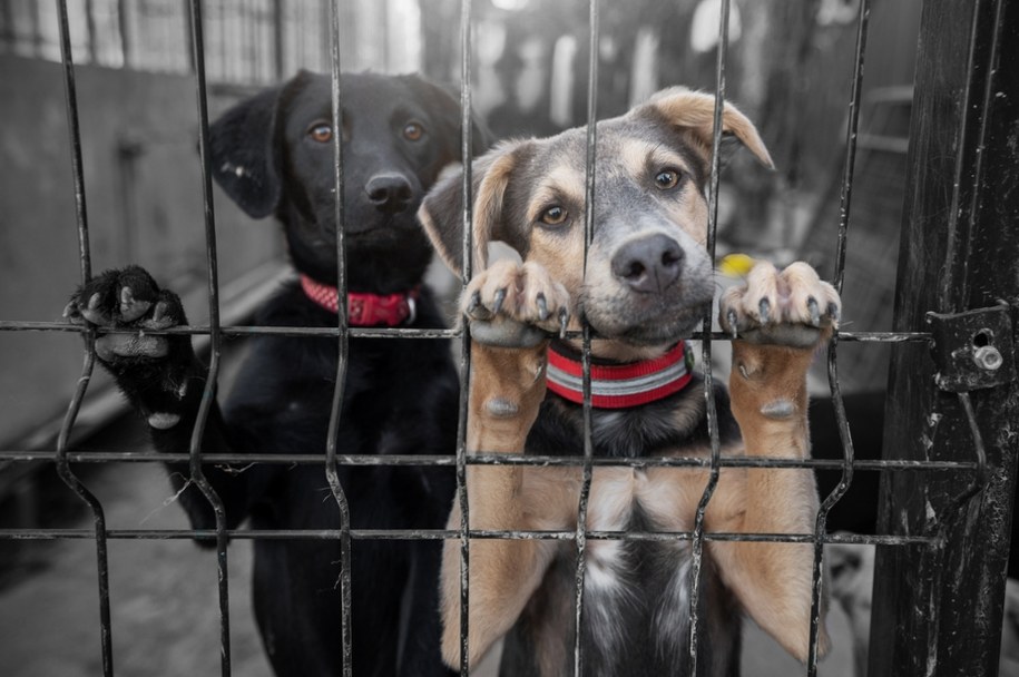 Zdjęcie poglądowe /Shutterstock