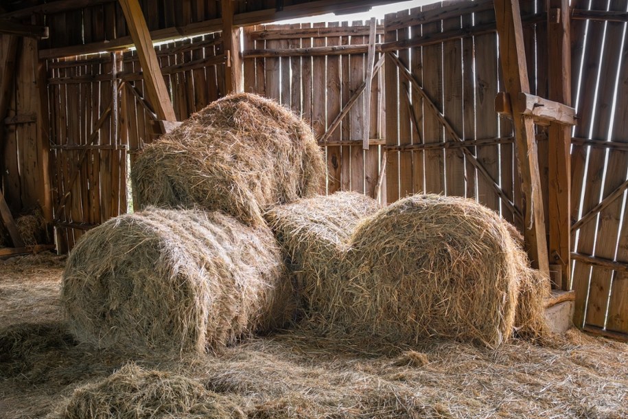 Zdjęcie poglądowe /Shutterstock