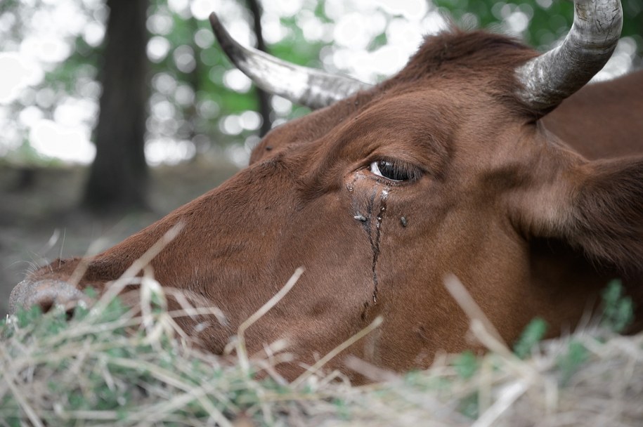Zdjęcie poglądowe /Shutterstock