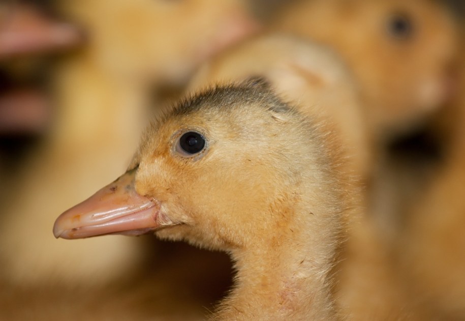 Zdjęcie poglądowe /Shutterstock