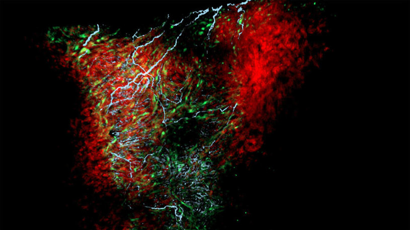 Zdjęcie pokazuje neurony (niebieski) i astrocytopodobne komórki glejowe nexus (zielony) otaczające serce danio pręgowanego (czerwony) /materiały prasowe