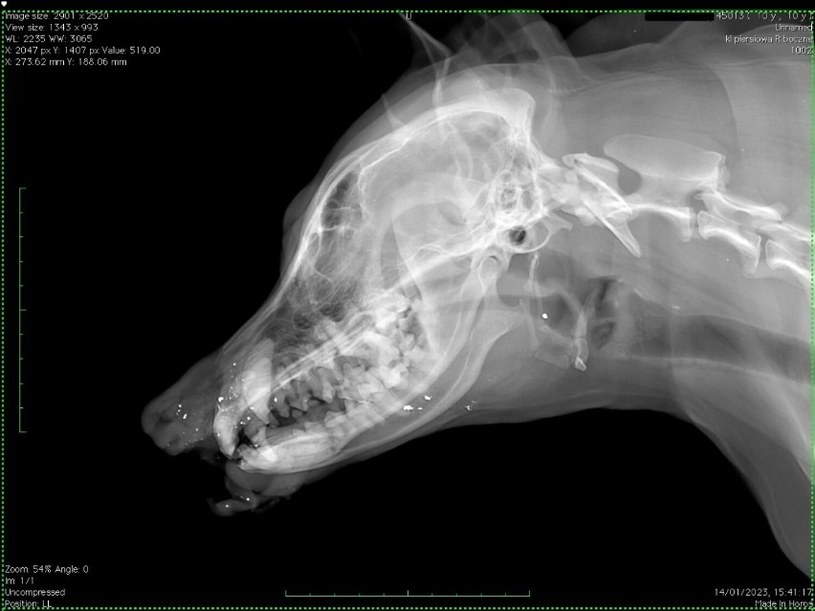 Zdjęcie rentgenowskie postrzelonego przez myśliwego psa /Szpital Weterynaryjny Krzemińskiego /
