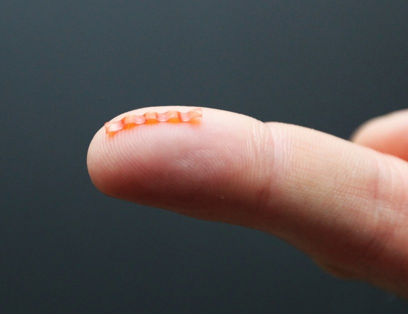 Zdjęcie robota-gąsienicy na czubku palca /materiały prasowe