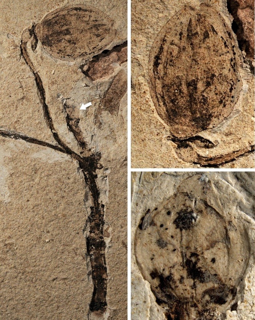 Zdjecie skamieniałości F. jurassica. Strzałka wskazuje pąk, a na zdjęciu z prawej widać powiększony owoc (góra) i pąk (dół) /The Geological Society of London /materiały prasowe