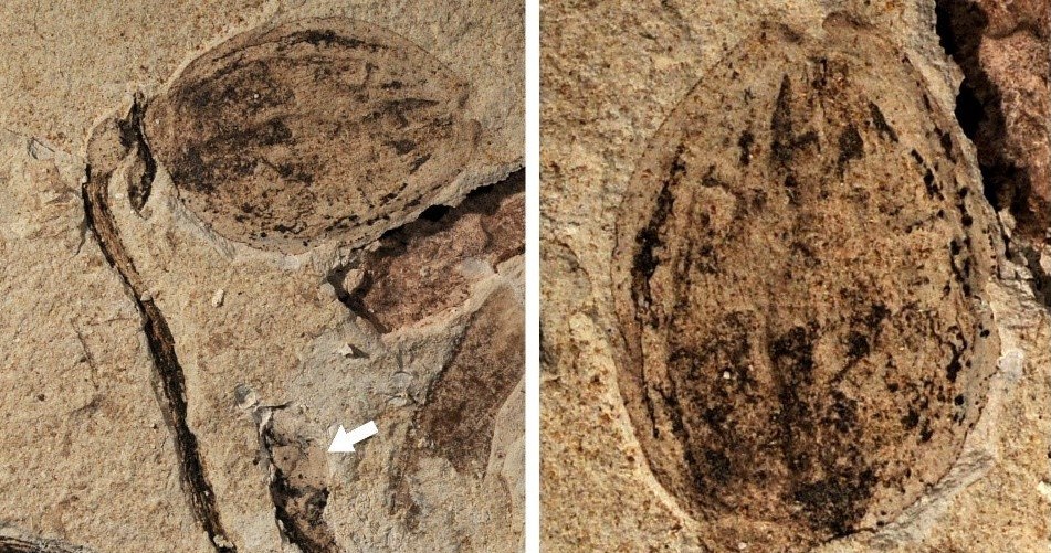 Zdjecie skamieniałości F. jurassica. Strzałka wskazuje pąk, a na zdjęciu z prawej widać powiększony owoc (góra) i pąk (dół) /The Geological Society of London /materiały prasowe