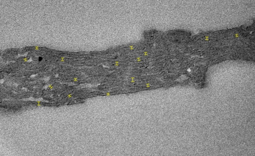 Zdjęcie transmisyjnego mikroskopu elektronowego skamieliny Navifusa majensis z formacji McDermott /Demoulin, C.F., Lara, Y.J., Lambion, A. et al. Oldest thylakoids in fossil cells directly evidence oxygenic photosynthesis. Nature (2024). /materiał zewnętrzny
