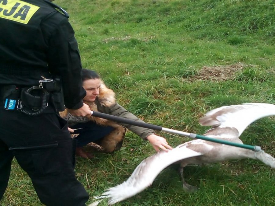 Zdjęcie udostępnione przez policjantów ze Stalowej Woli /KPP Stalowa Wola /