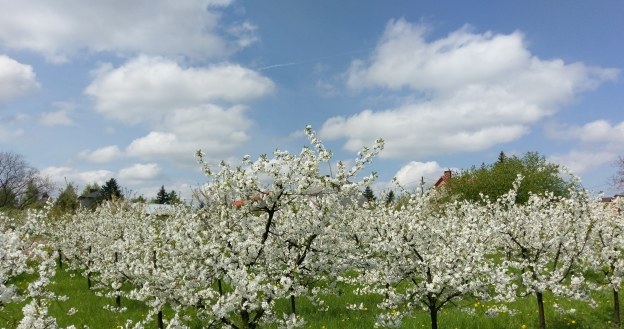 Zdjęcie wykonane smartfonem HTC 10 /INTERIA.PL