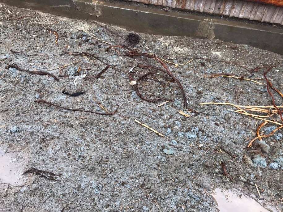 Zdjęcie z dnia zgłoszenia, piątek 16 kwietnia /pan Patryk, mieszkaniec Krakowa  /