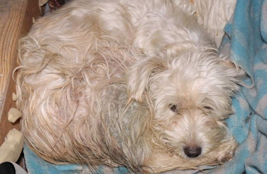 Zdjęcie z interwencji policji w Oksach z końca listopada 2023 r. /Świętokrzyska policja /