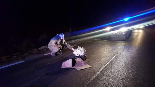 Zdjęcie z miejsca zdarzenia /Animal Rescue Polska /