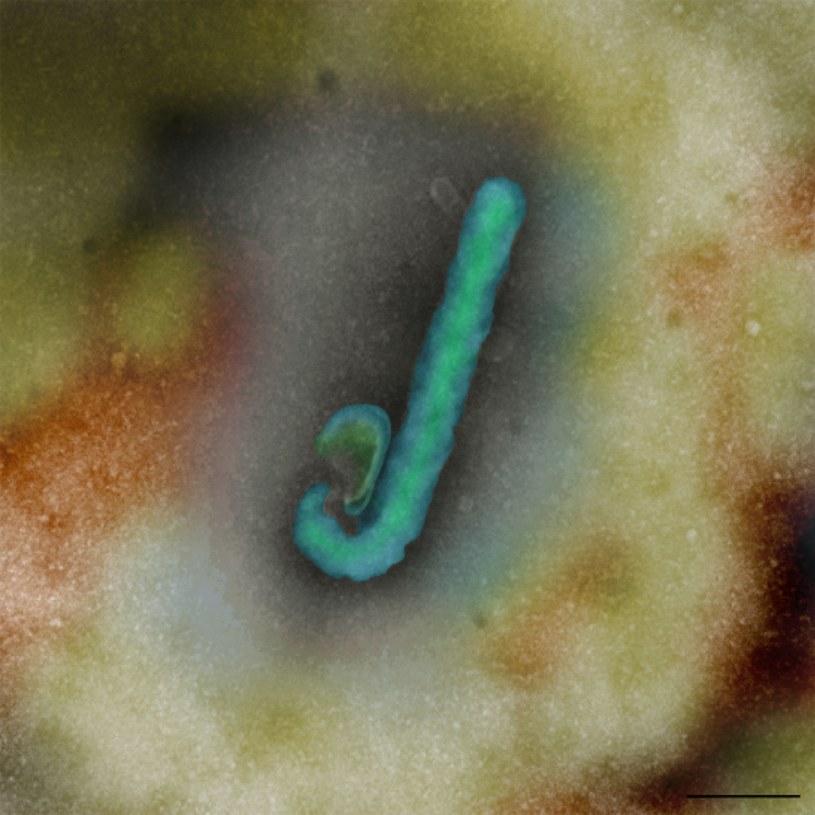 Zdjęcie z mikroskopu elektronowego przedstawiające wirusa Ebola (Fot. CSIRO) /materiały prasowe