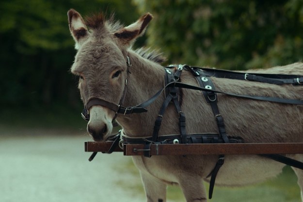 Zdjęcie z planu "IO" /Gutek Film /Materiały prasowe