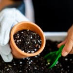 Zdobi ogród aż do jesieni. Nie przegap terminu jej wysiewu 