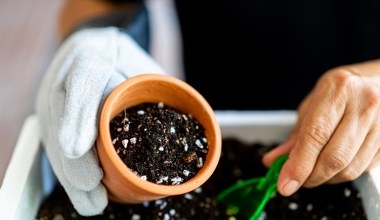 Zdobi ogród aż do jesieni. Nie przegap terminu jej wysiewu 