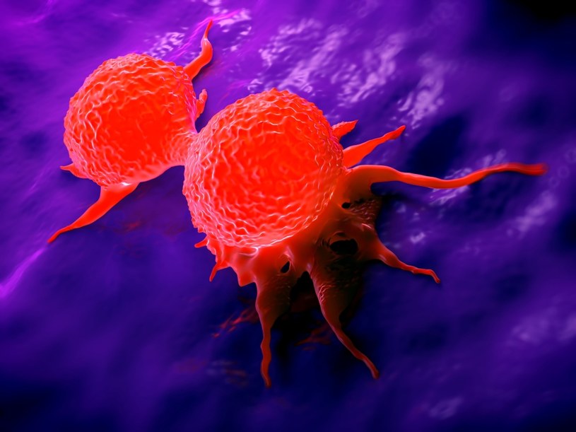 Zdolność komórek nowotworowych do naciekania innych organów to tzw. metastaza /123RF/PICSEL