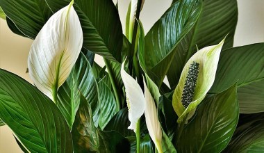 Здорові корені, більше листя та квітів. Найкращий спосіб пересаджування та поділу спатифілуму