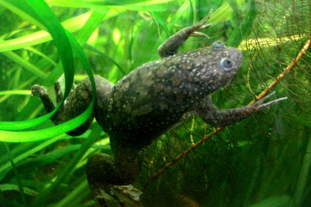 Zdrowa żaba szponiasta (Xenopus laevis) /Pouzin Olivier /Materiały prasowe