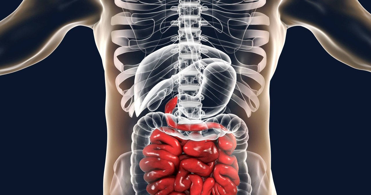 Zdrowe mięśnie pleców to także gwarancja sprawnie działającego układu trawiennego /123RF/PICSEL
