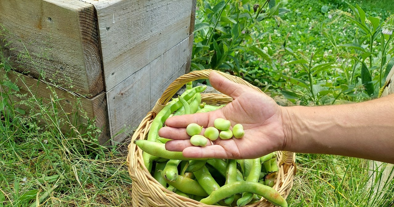 Zdrowe warzywo strączkowe, które można dosłownie jeść garściami. Co wiadomo o bobie? /123RF/PICSEL