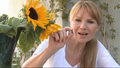 „Zdrowie na widelcu”: Ziarna słonecznika. Nie tylko do jedzenia